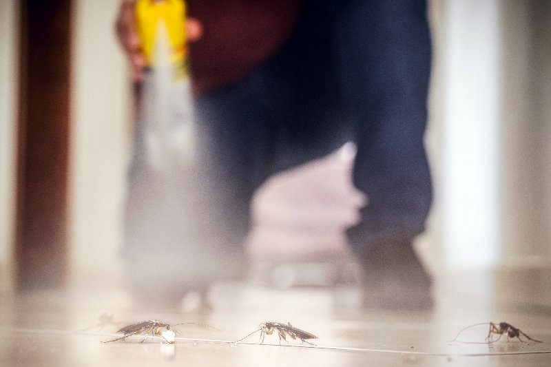 dead cockroach on the floor killed with aerosol spray poison