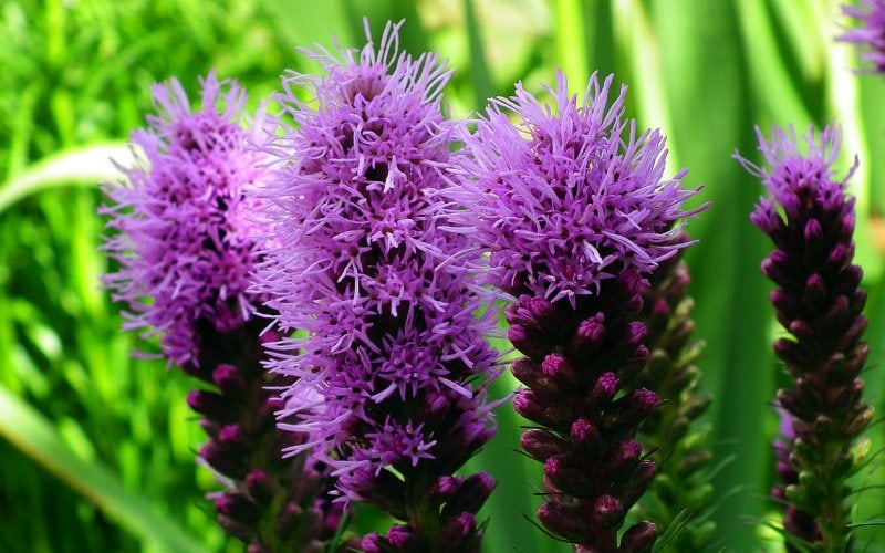 dense purple blazing star flowers