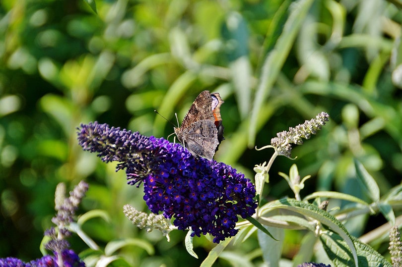 dieback butterfly bush