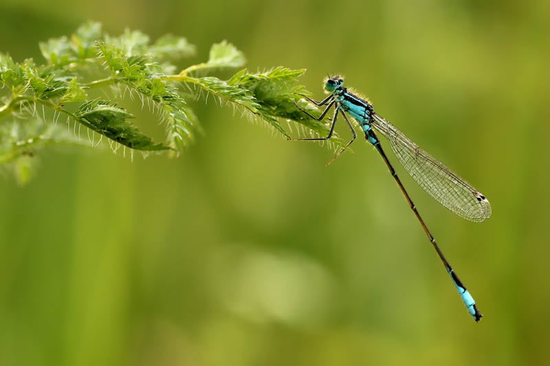 dragonfly in a plant