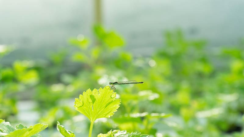 dragonfly on celery leaf