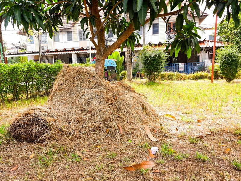 dry dry lawn clippings