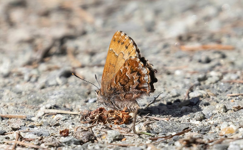 eastern pine elfin buttefly on gravel road