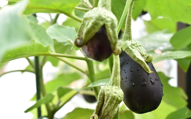 eggplants