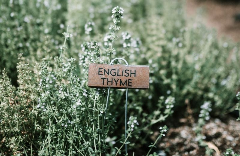english thyme herb planted outdoors