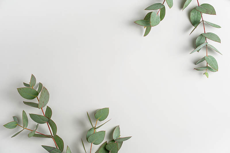 eucalyptus branch