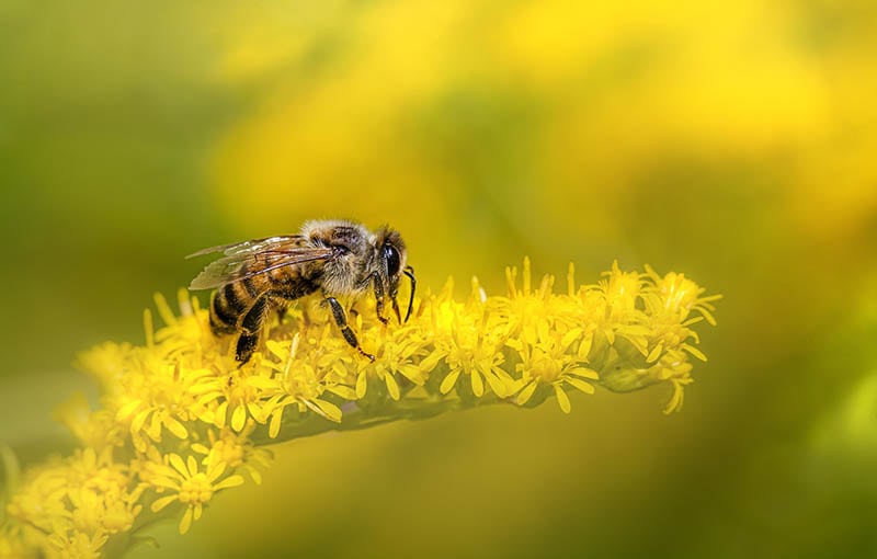 european honey bee on a flower
