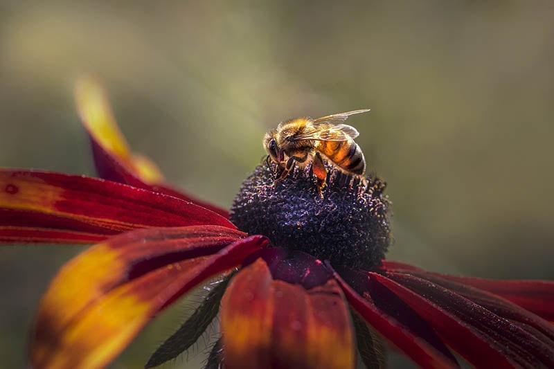 european honey bee pollinating a flower
