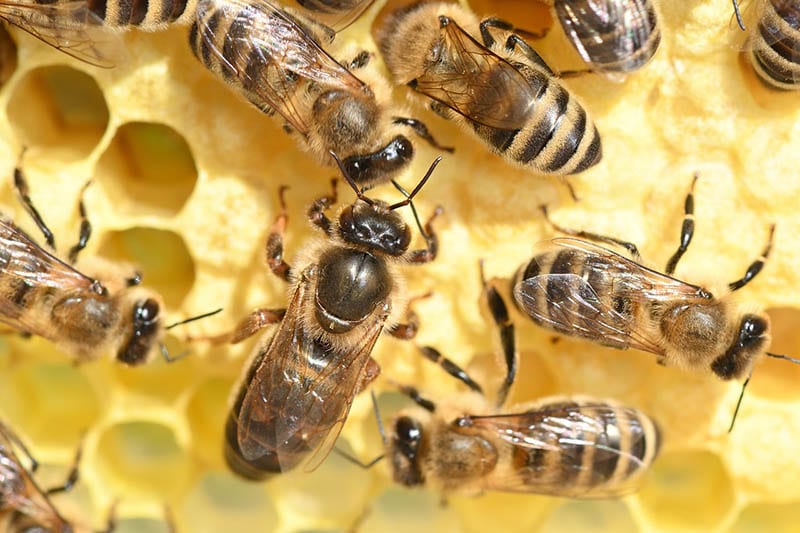 european honey bees making honey