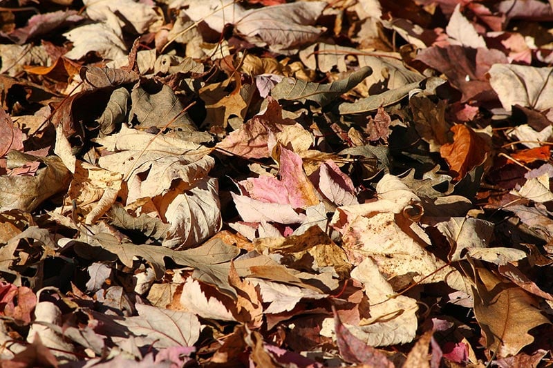 fallen leaves