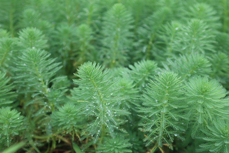 fanwort or cabomba plant blooming in spring