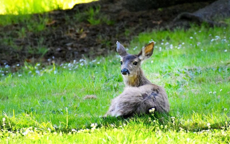 fawn lying on grass