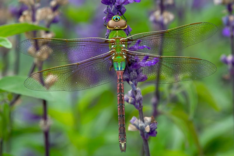 female common green darner dragonfly perching on a purple flower