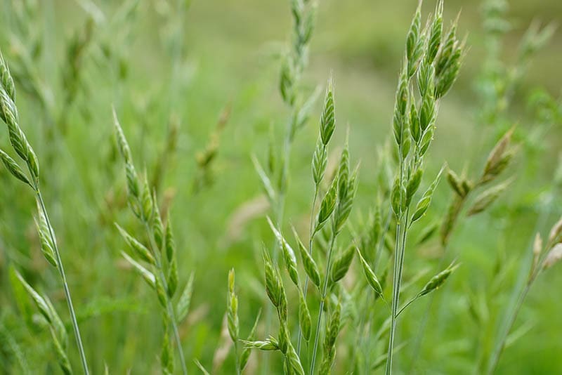 field brome
