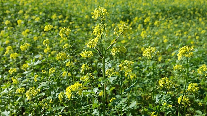 field mustard plants