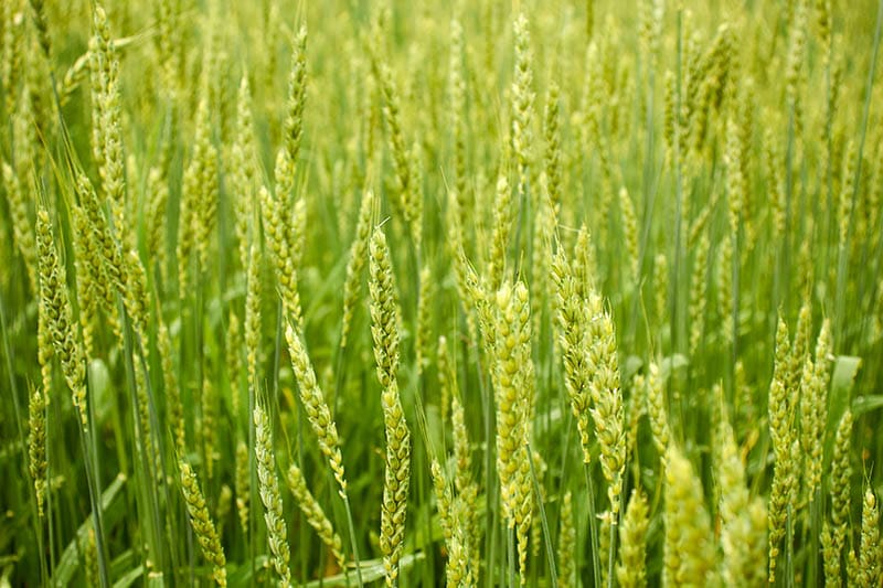 field of winter rye