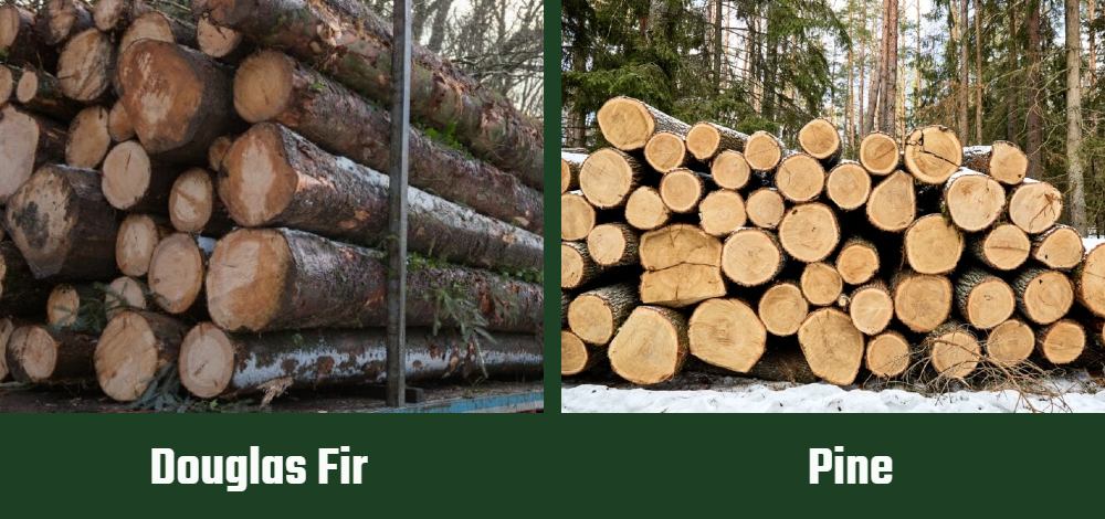 fir vs pine