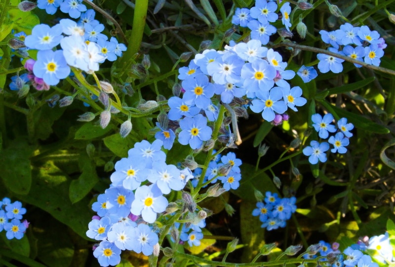 forget me not myosotis