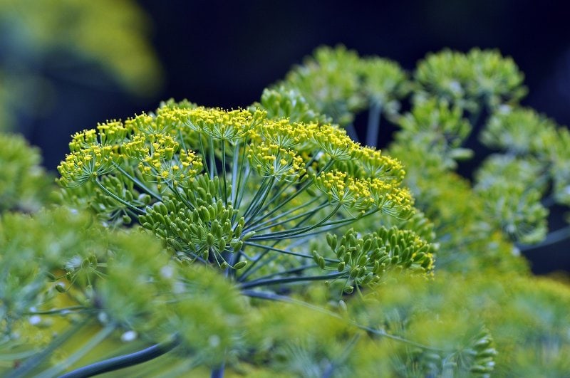 garden dill with yellow flowers