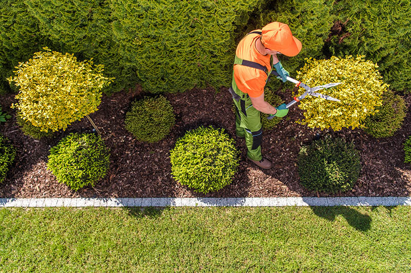 Gardener trimming plants