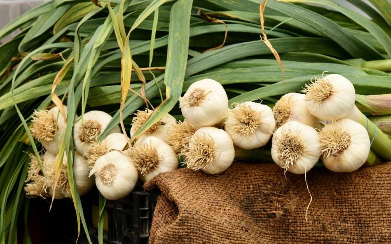garlic with stem