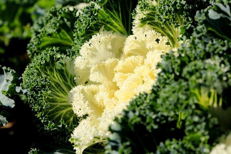 green and white kale leaves