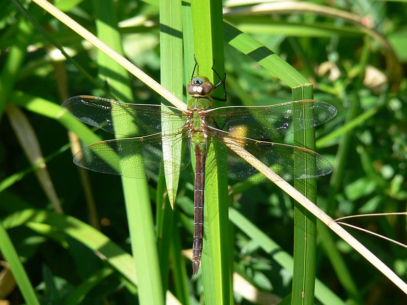 green darner dragonfly