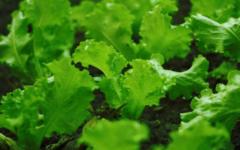 green lettuce planted in soil