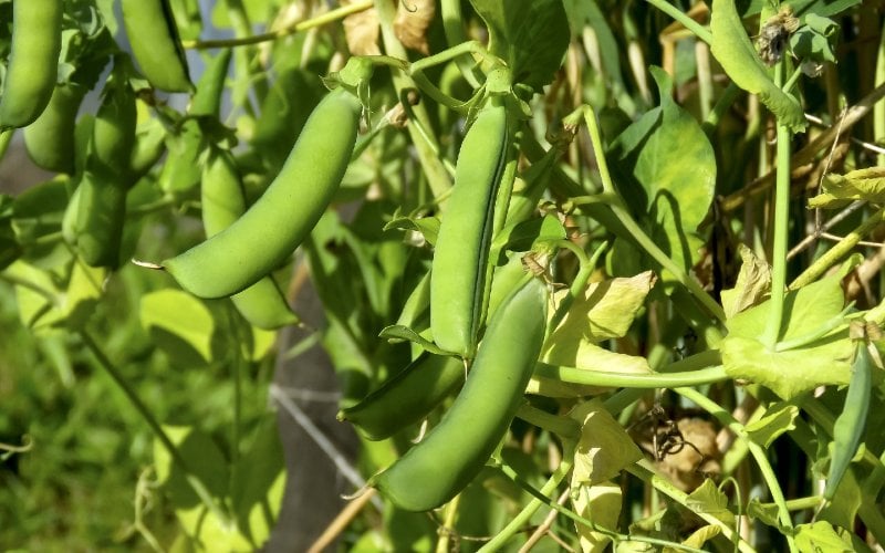 green peas