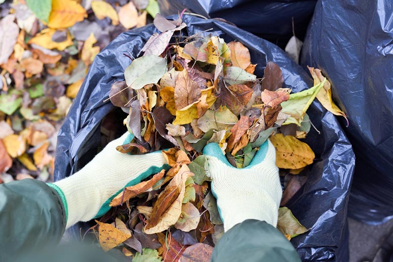 hands in gloves putting autumn leaves in a plastic bag