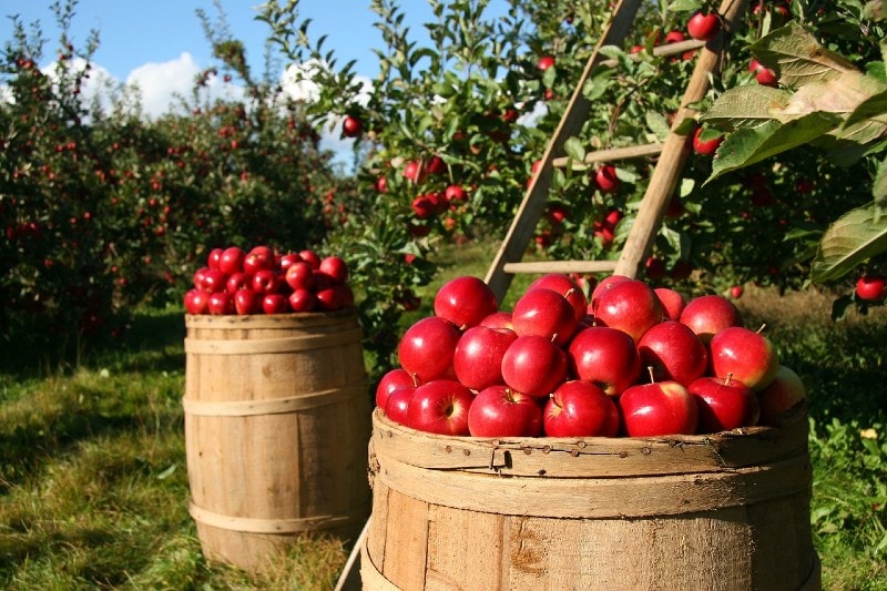 harvesting apples