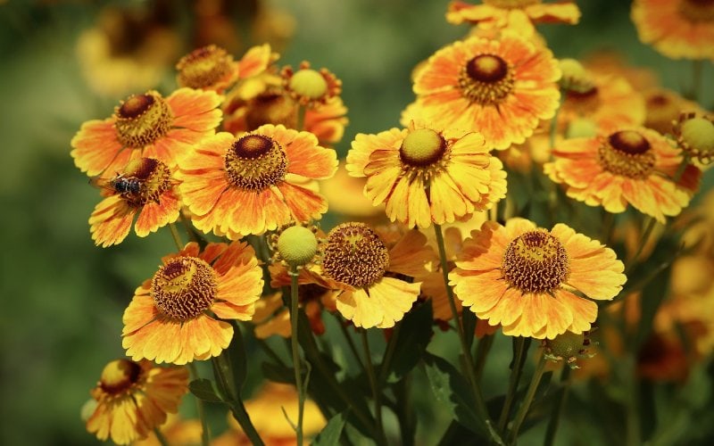 sneezeweed (Helenium autumnale)