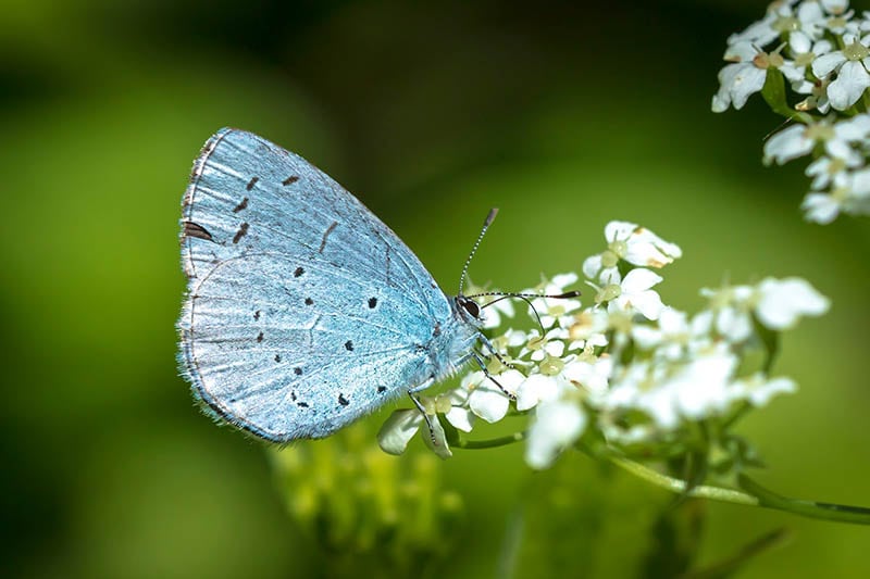 holly blue butterfly
