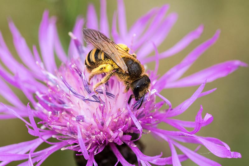 honeybee on a flower