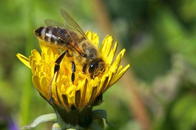 honeybee on a flower