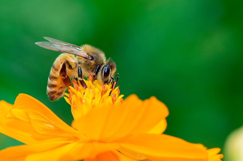 Honeybee on yellow flower collects nectar