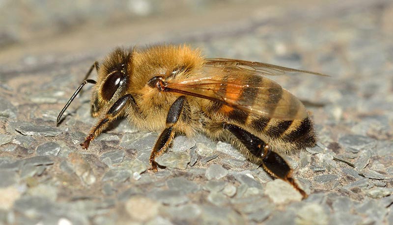 honeybee
