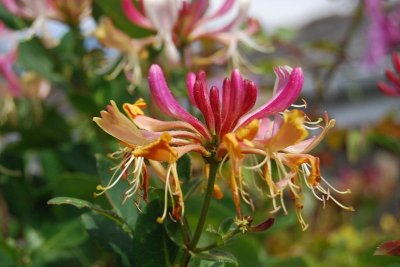 honeysuckle lonicera