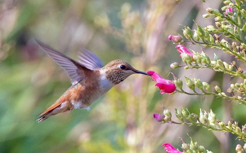 hummingbird hovering near a plant with pink flowers