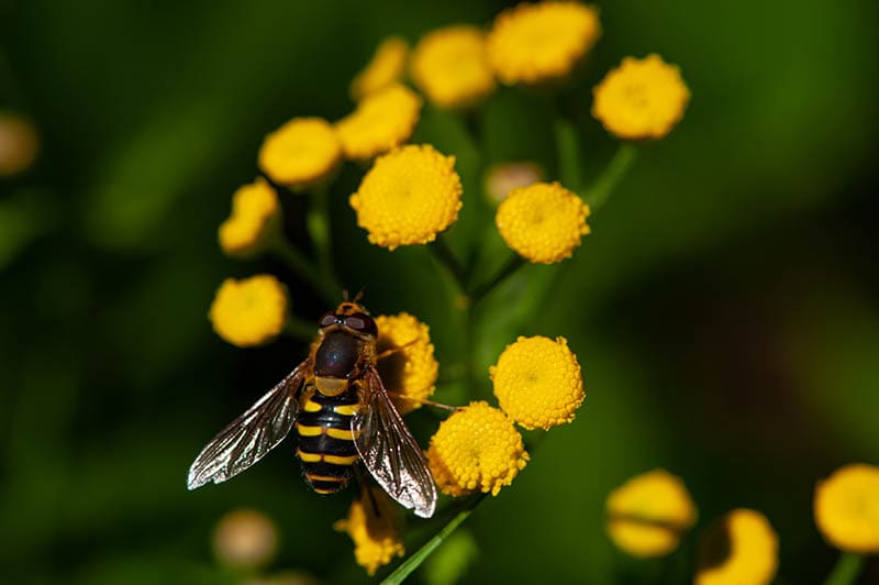 italian honey bee