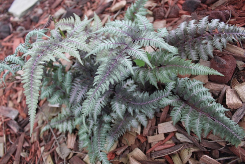 japanese painted fern