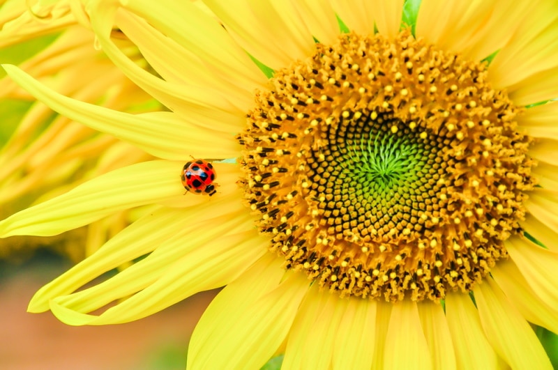 ladybug on sunflower