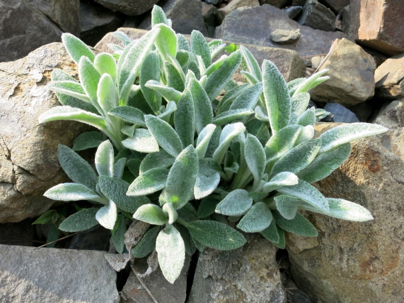 lambs ear plant