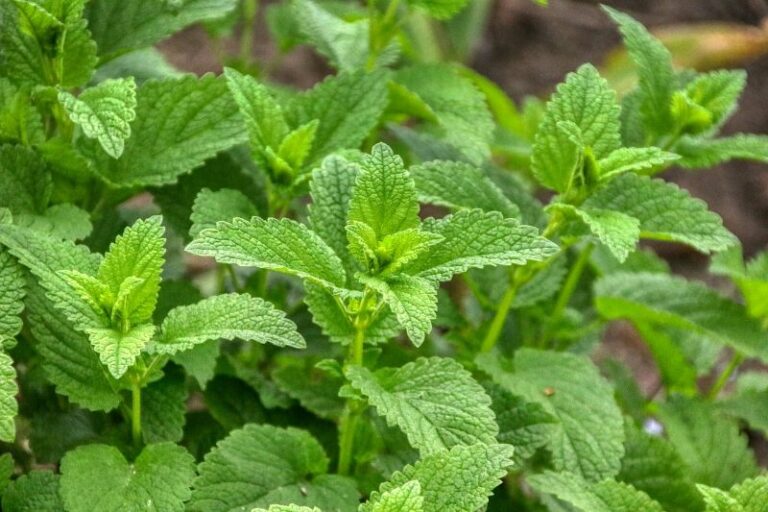 10 Plants That Repel Flies (with Pictures) | Home Grail