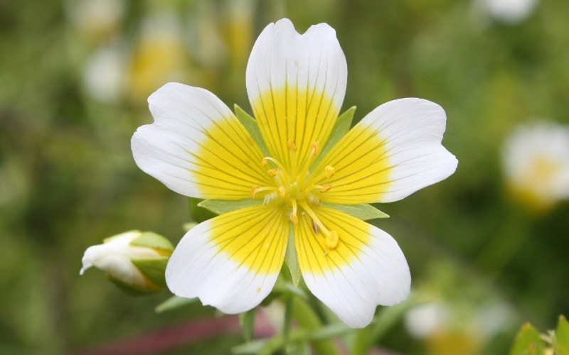 limnanthes douglasii flowers or poached egg plant