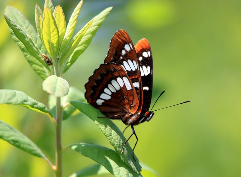 lorquin’s admiral butterfly