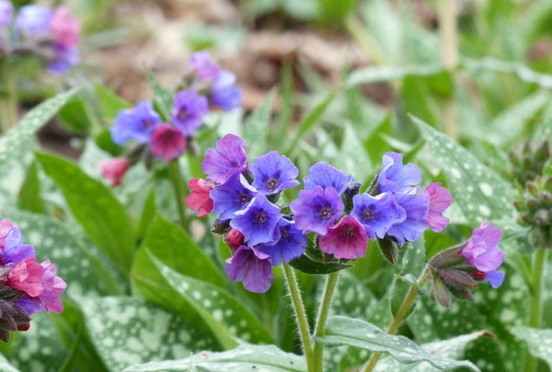 lungwort pulmonaria