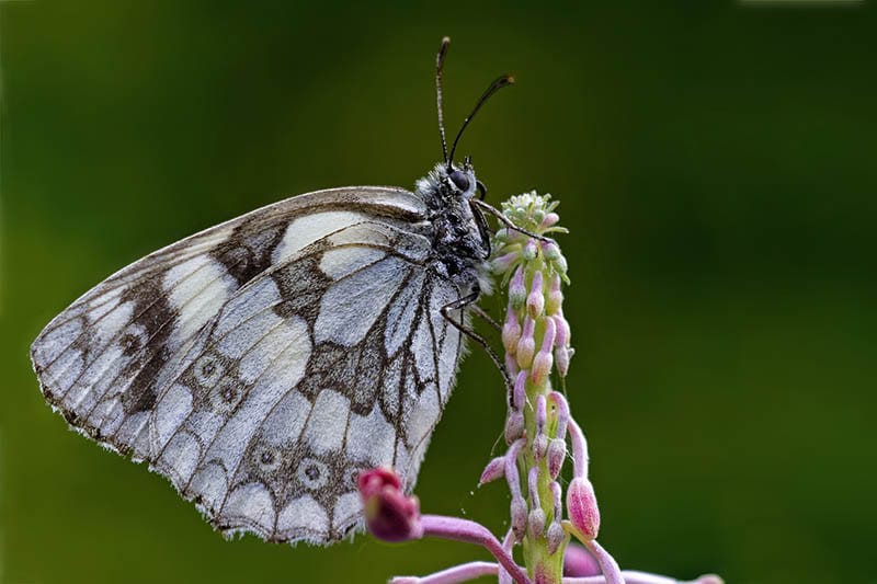 marbled white butterfly