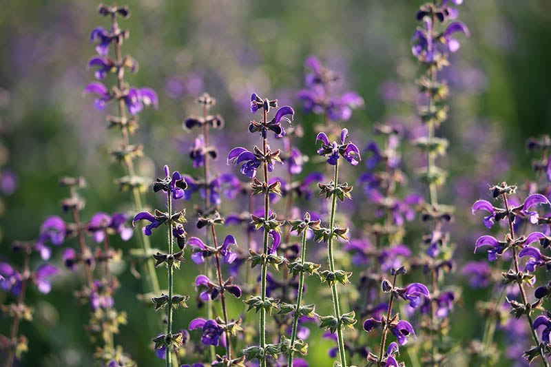 sage flowers