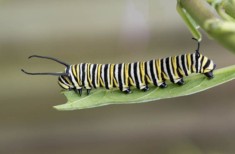Monarch butterfly